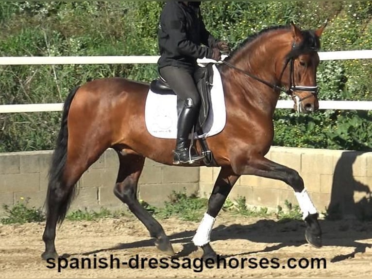 PRE Mix Stallion 4 years 16,1 hh Brown in Barcelona