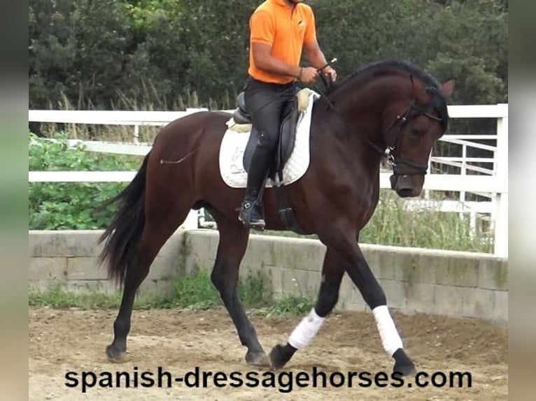 PRE Mix Stallion 4 years 16,1 hh Brown in Barcelona