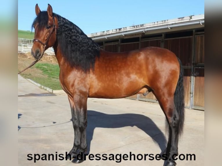 PRE Mix Stallion 4 years 16,1 hh Brown in Barcelona