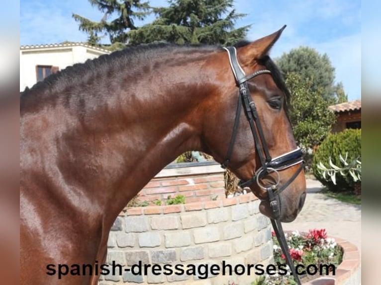 PRE Mix Stallion 4 years 16,1 hh Brown in Barcelona