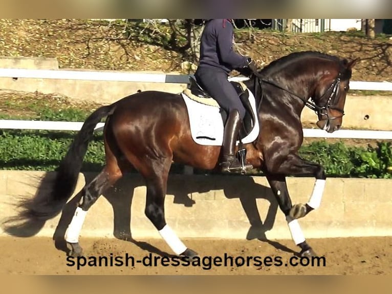 PRE Mix Stallion 4 years 16,1 hh Brown in Barcelona