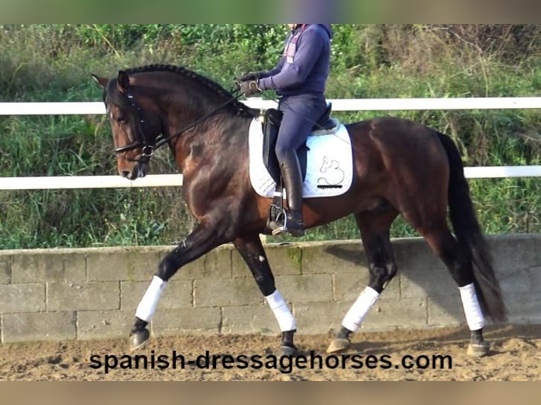 PRE Mix Stallion 4 years 16,1 hh Brown in Barcelona