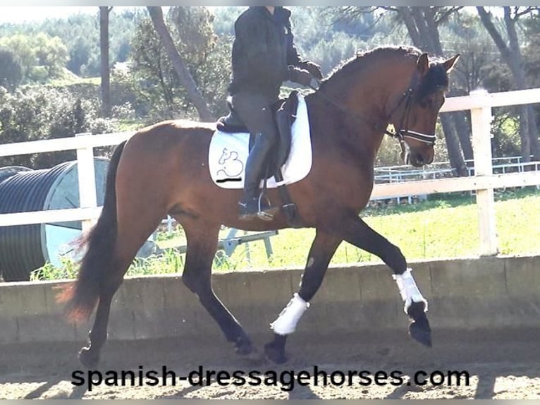 PRE Mix Stallion 4 years 16,1 hh Brown in Barcelona