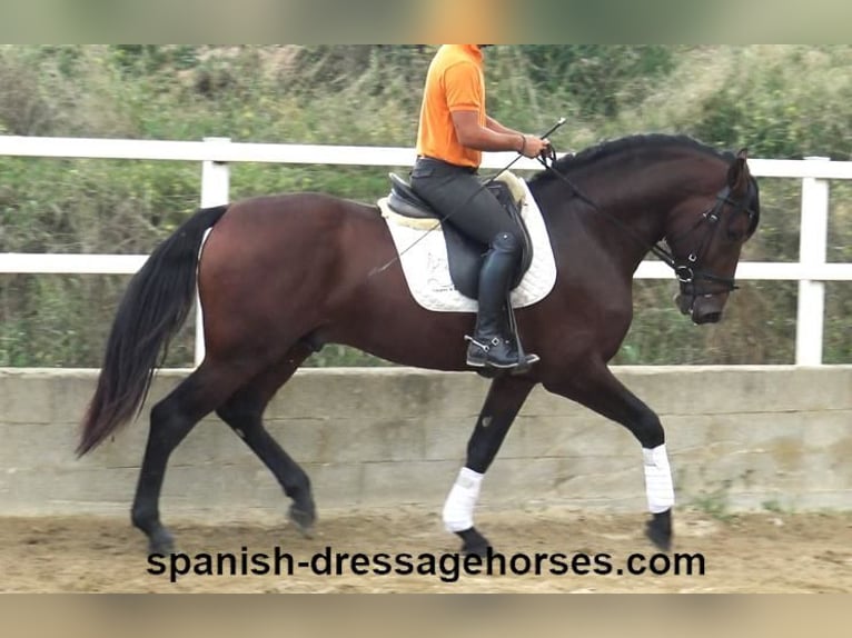 PRE Mix Stallion 4 years 16,1 hh Brown in Barcelona