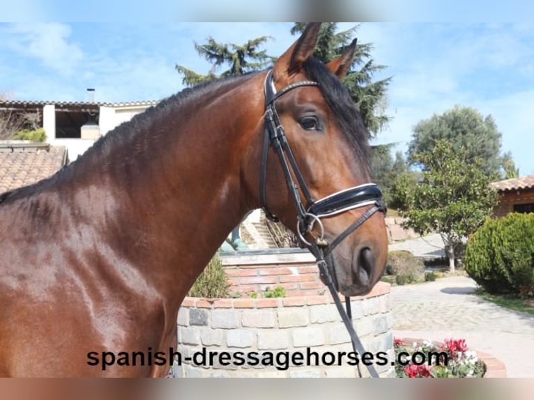 PRE Mix Stallion 4 years 16,1 hh Brown in Barcelona