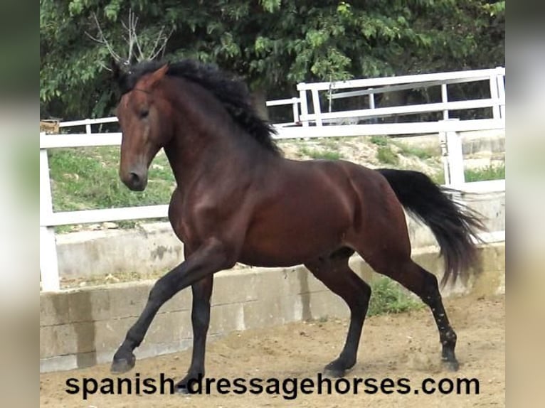 PRE Mix Stallion 4 years 16,1 hh Brown in Barcelona