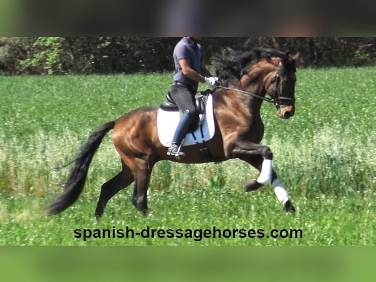 PRE Mix Stallion 4 years 16,1 hh Brown in Barcelona