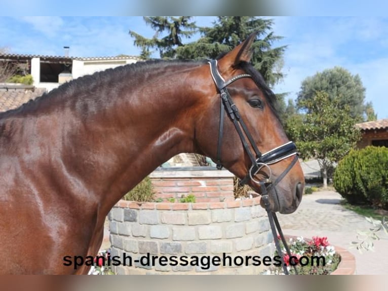 PRE Mix Stallion 4 years 16,1 hh Brown in Barcelona