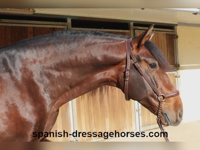 PRE Mix Stallion 4 years 16,1 hh Brown in Barcelona