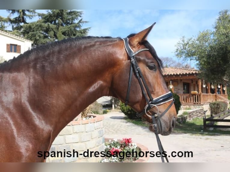 PRE Mix Stallion 4 years 16,1 hh Brown in Barcelona