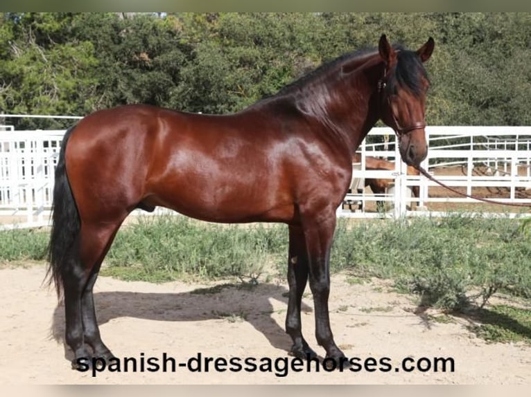 PRE Mix Stallion 4 years 16,1 hh Brown in Barcelona