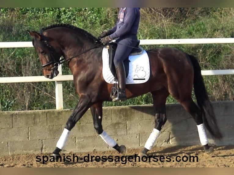 PRE Mix Stallion 4 years 16,1 hh Brown in Barcelona