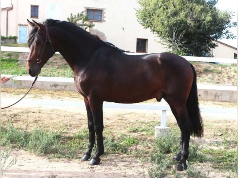 PRE Mix Stallion 4 years 16,1 hh Brown in Barcelona