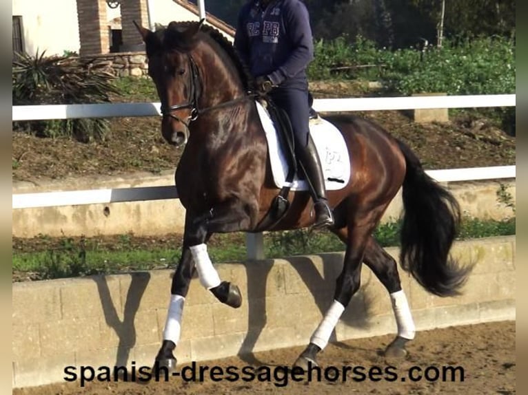 PRE Mix Stallion 4 years 16,1 hh Brown in Barcelona