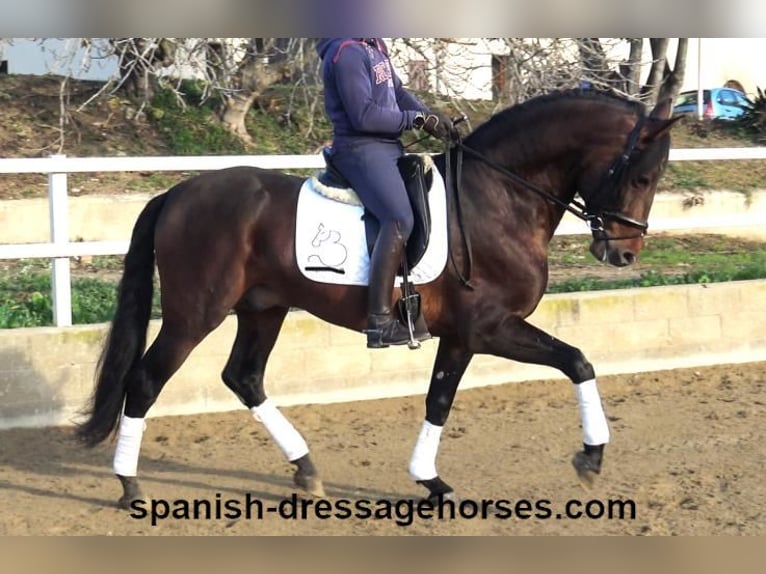 PRE Mix Stallion 4 years 16,1 hh Brown in Barcelona