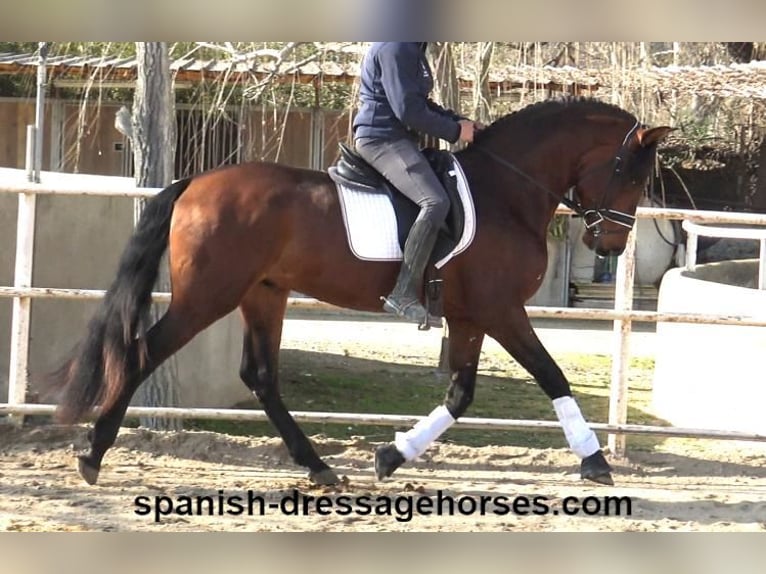 PRE Mix Stallion 4 years 16,1 hh Brown in Barcelona