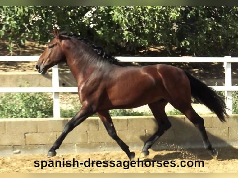 PRE Mix Stallion 4 years 16,1 hh Brown in Barcelona