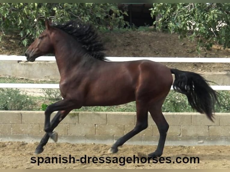 PRE Mix Stallion 4 years 16,1 hh Brown in Barcelona