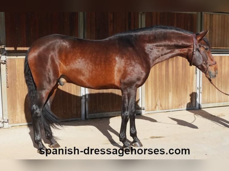 PRE Mix Stallion 4 years 16,1 hh Brown in Barcelona