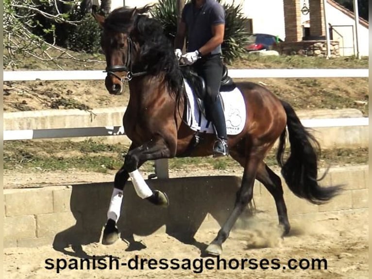 PRE Mix Stallion 4 years 16,1 hh Brown in Barcelona