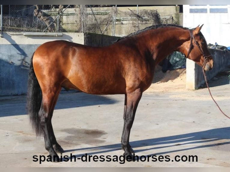 PRE Mix Stallion 4 years 16,1 hh Brown in Barcelona