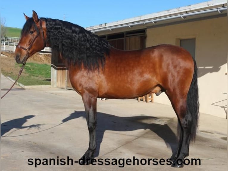 PRE Mix Stallion 4 years 16,1 hh Brown in Barcelona