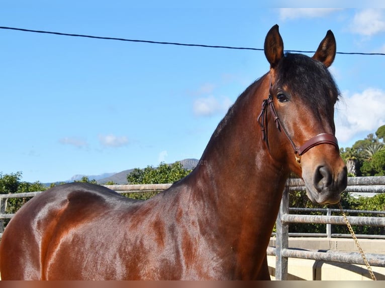 PRE Stallion 4 years 16,1 hh Brown in Provinz Malaga