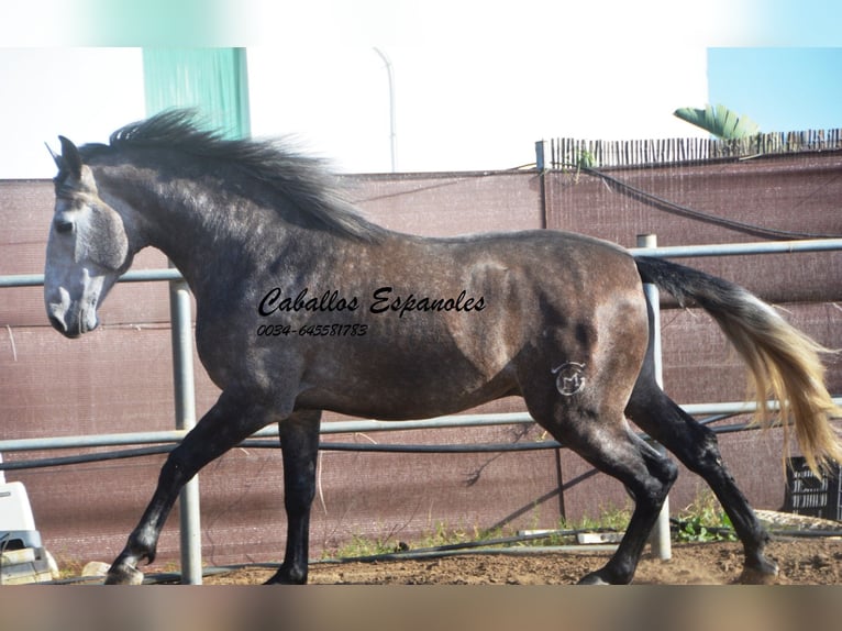 PRE Stallion 4 years 16,1 hh Brown Falb mold in Vejer de la Frontera