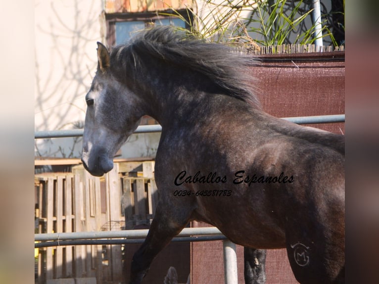 PRE Stallion 4 years 16,1 hh Brown Falb mold in Vejer de la Frontera