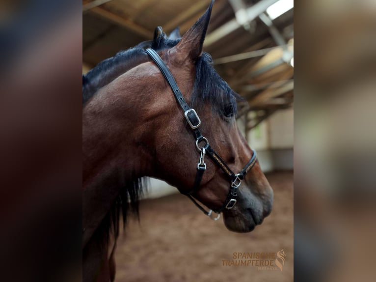 PRE Mix Stallion 4 years 16.1 hh Brown in Traventhal