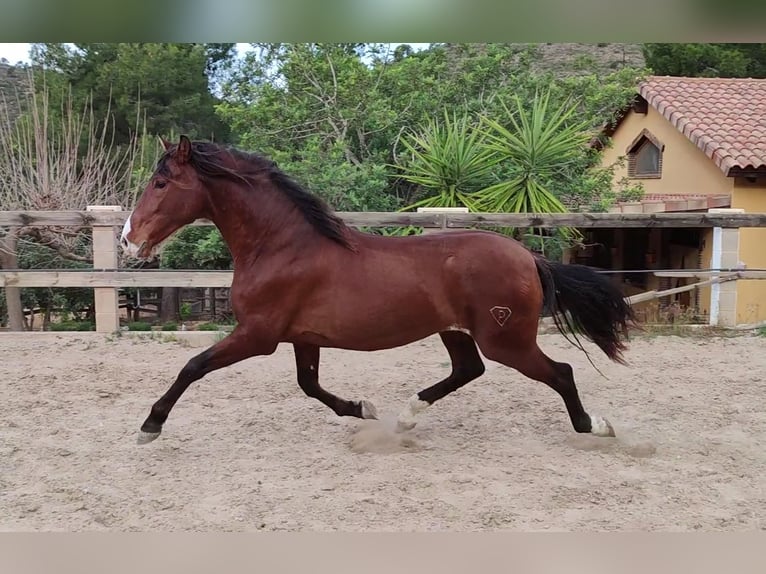 PRE Stallion 4 years 16,1 hh Brown-Light in sagunto