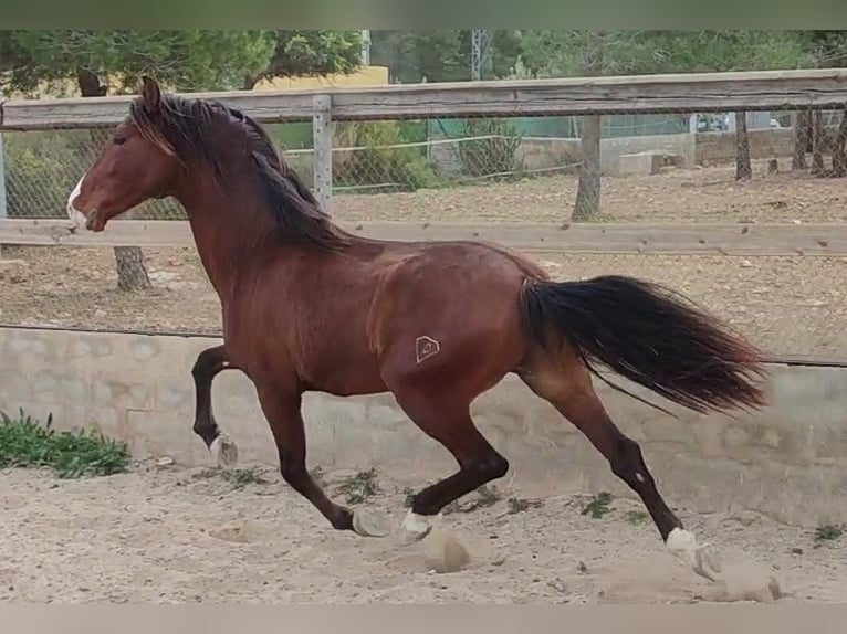 PRE Stallion 4 years 16,1 hh Brown-Light in sagunto