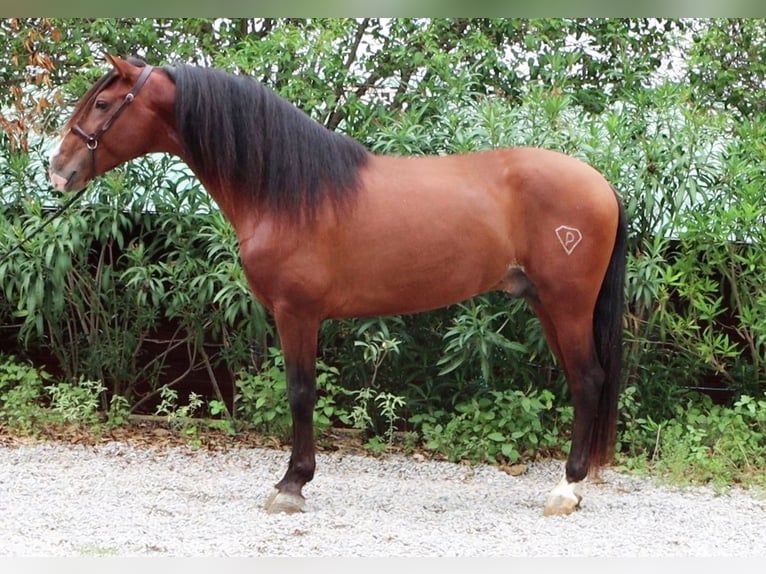 PRE Stallion 4 years 16,1 hh Brown-Light in sagunto