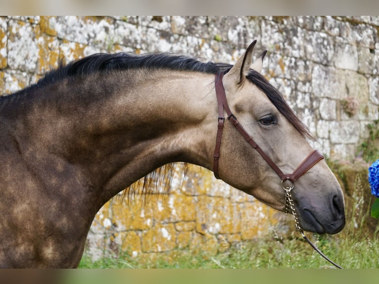 PRE Stallion 4 years 16,1 hh Buckskin in Ourense