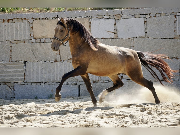 PRE Stallion 4 years 16,1 hh Buckskin in Ourense