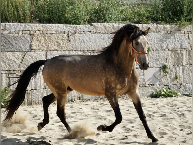 PRE Stallion 4 years 16,1 hh Buckskin in Ourense