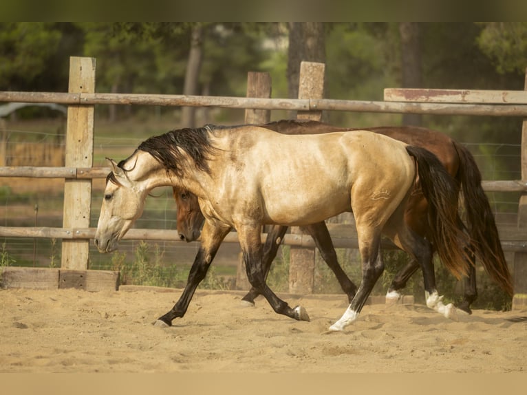 PRE Stallion 4 years 16.1 hh Buckskin in El Catllar