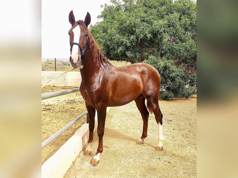 PRE Stallion 4 years 16,1 hh Chestnut in Malaga