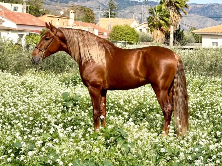 PRE Mix Stallion 4 years 16.1 hh Chestnut in Schwarme
