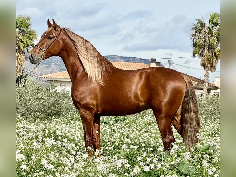 PRE Mix Stallion 4 years 16.1 hh Chestnut in Schwarme