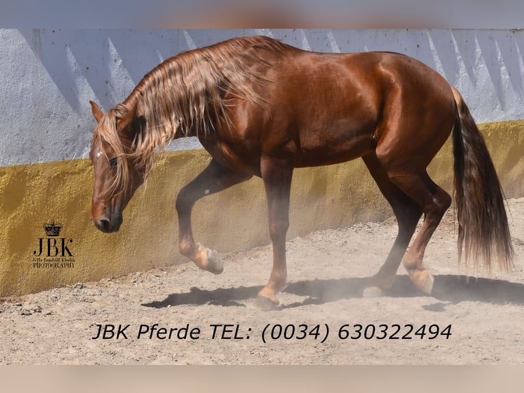 PRE Mix Stallion 4 years 16.1 hh Chestnut-Red in Tabernas Almeria