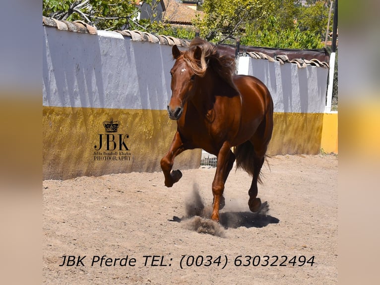 PRE Mix Stallion 4 years 16.1 hh Chestnut-Red in Tabernas Almeria