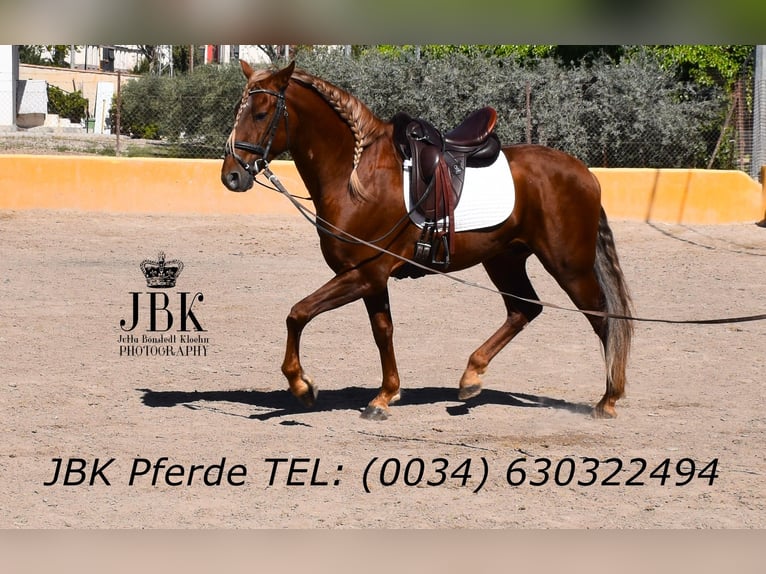 PRE Mix Stallion 4 years 16.1 hh Chestnut-Red in Tabernas Almeria