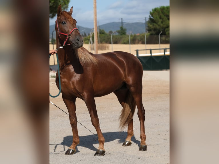 PRE Mix Stallion 4 years 16.1 hh Chestnut-Red in Hamburg