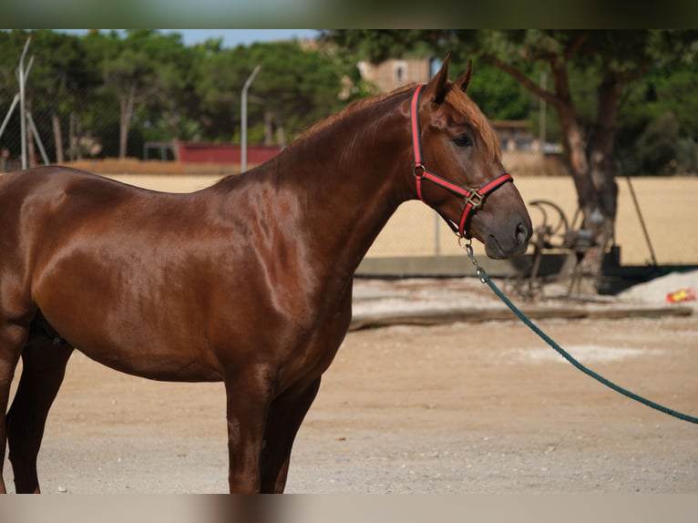 PRE Mix Stallion 4 years 16.1 hh Chestnut-Red in Hamburg