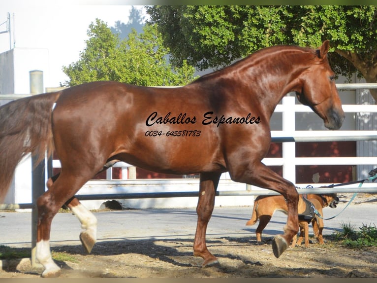 PRE Stallion 4 years 16,1 hh Chestnut-Red in Vejer de la Frontera