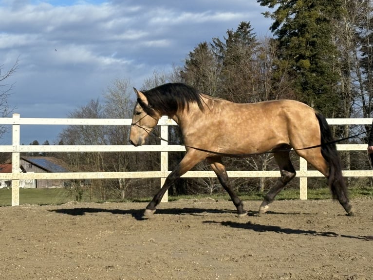 PRE Stallion 4 years 16,1 hh Dun in Sigmarszell