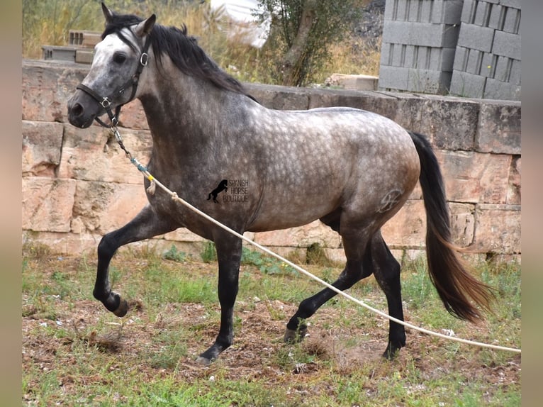 PRE Stallion 4 years 16,1 hh Dun in Mallorca