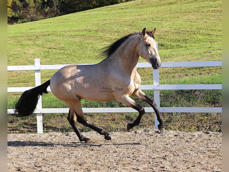 PRE Stallion 4 years 16,1 hh Dun in Sigmarszell