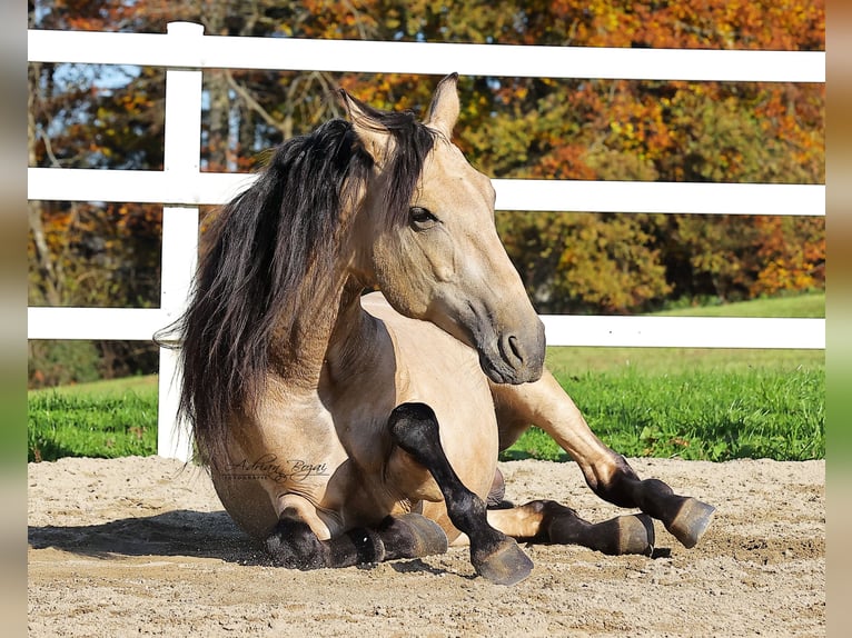 PRE Stallion 4 years 16,1 hh Dun in Sigmarszell